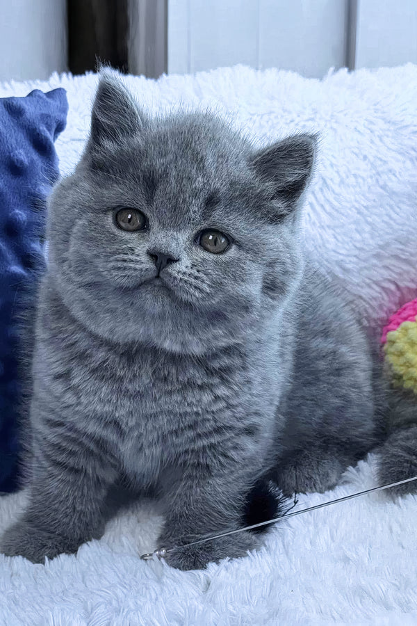 Polikarp | British Shorthair Kitten