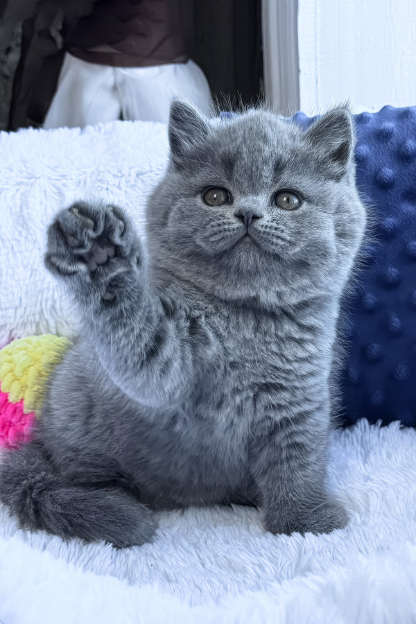 Polikarp | British Shorthair Kitten