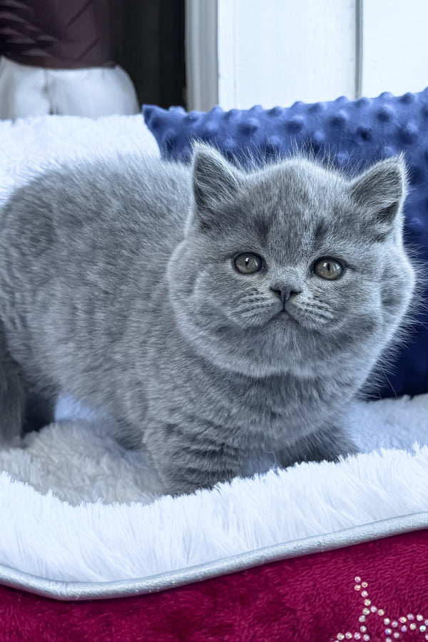 Polikarp | British Shorthair Kitten