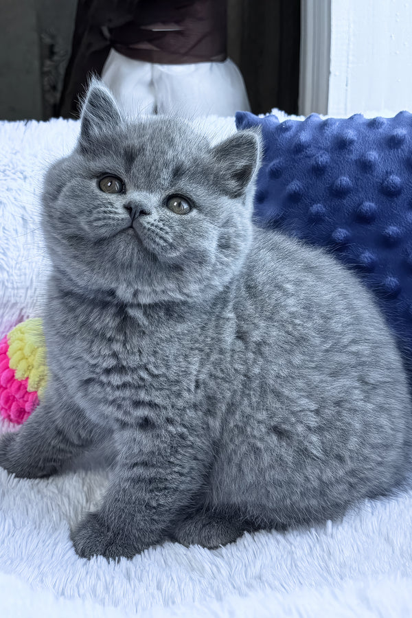 Polikarp | British Shorthair Kitten