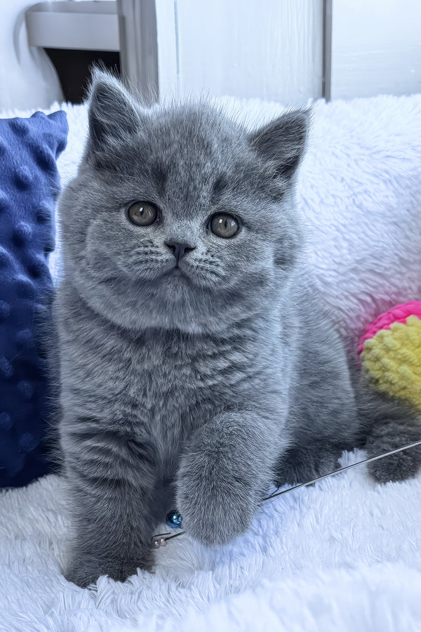 Polikarp | British Shorthair Kitten