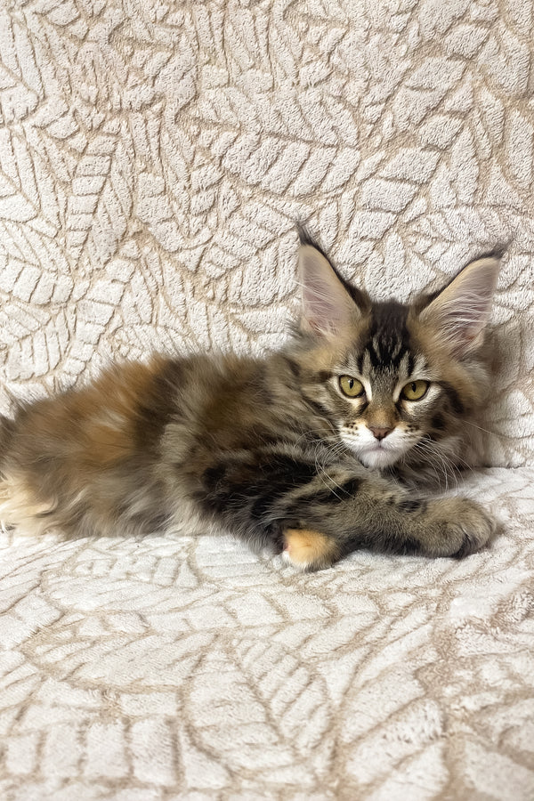 Polli | Maine Coon Kitten