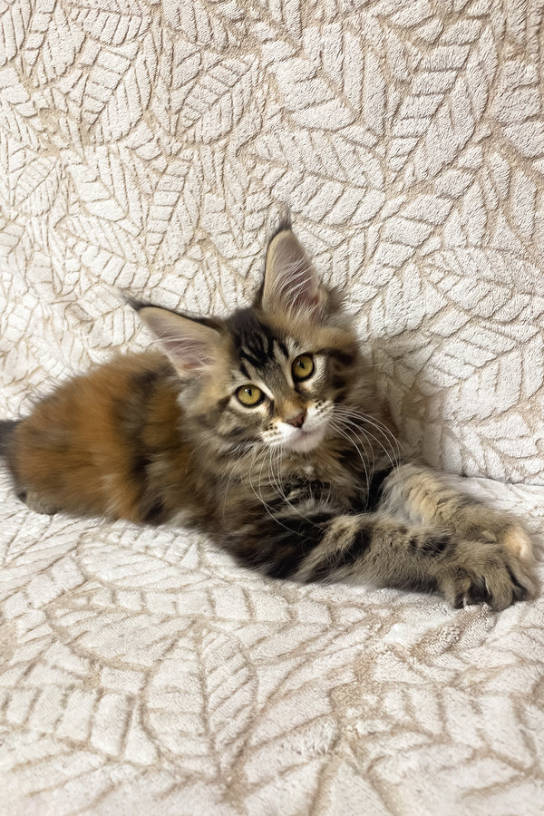 Polli | Maine Coon Kitten
