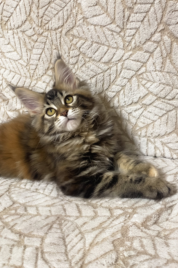 Polli | Maine Coon Kitten