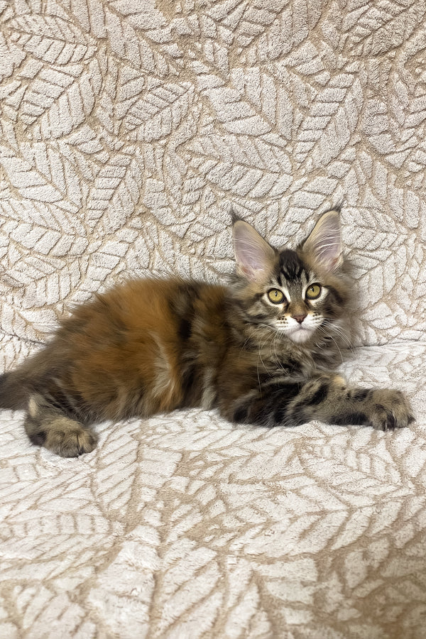 Polli | Maine Coon Kitten