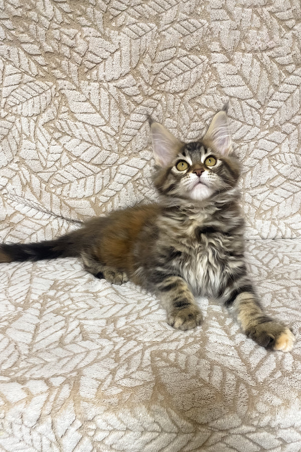 Polli | Maine Coon Kitten