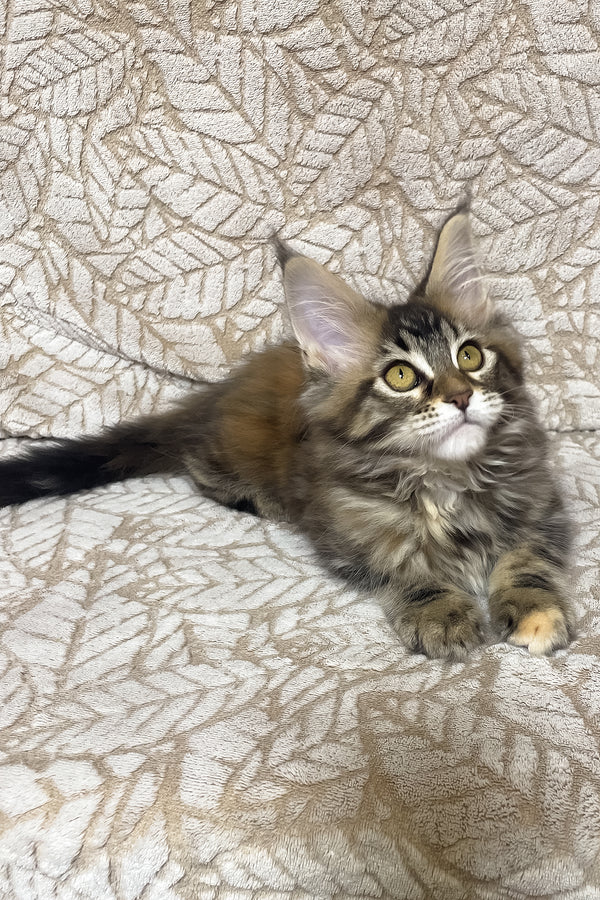 Polli | Maine Coon Kitten