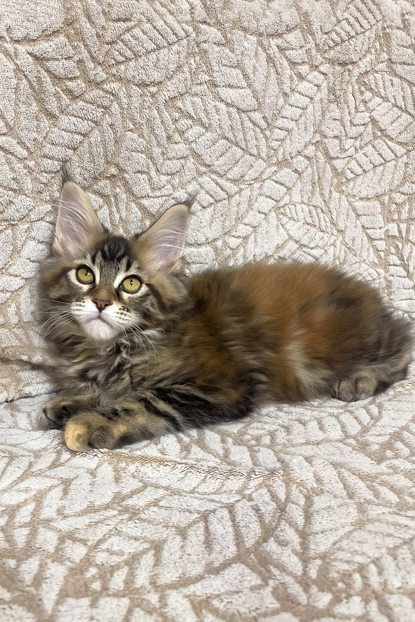 Polli | Maine Coon Kitten