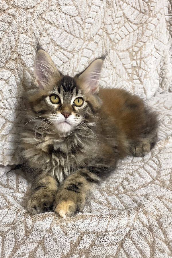 Polli | Maine Coon Kitten