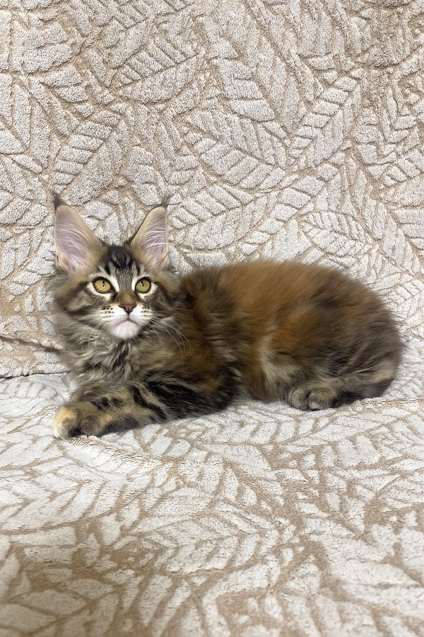 Polli | Maine Coon Kitten