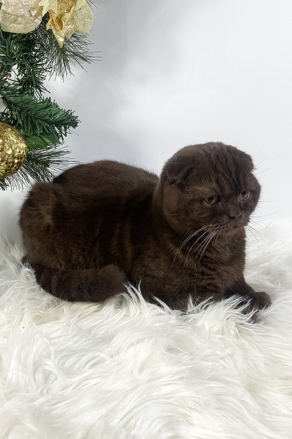 Prince | Scottish Fold Kitten