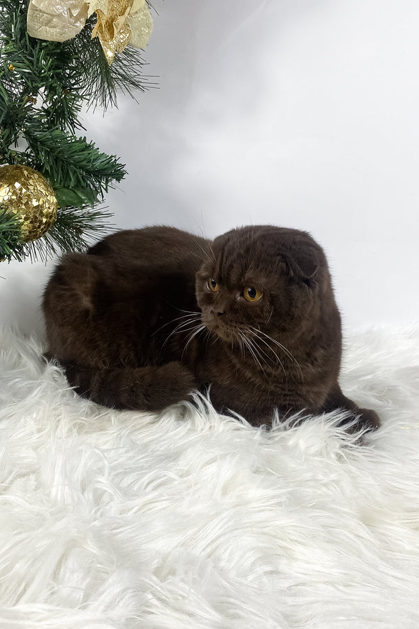 Prince | Scottish Fold Kitten