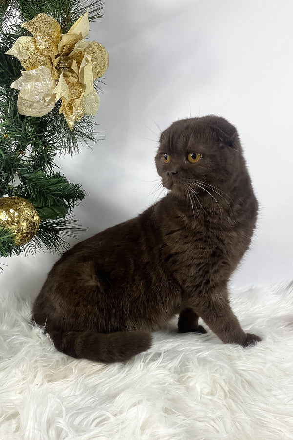 Prince | Scottish Fold Kitten