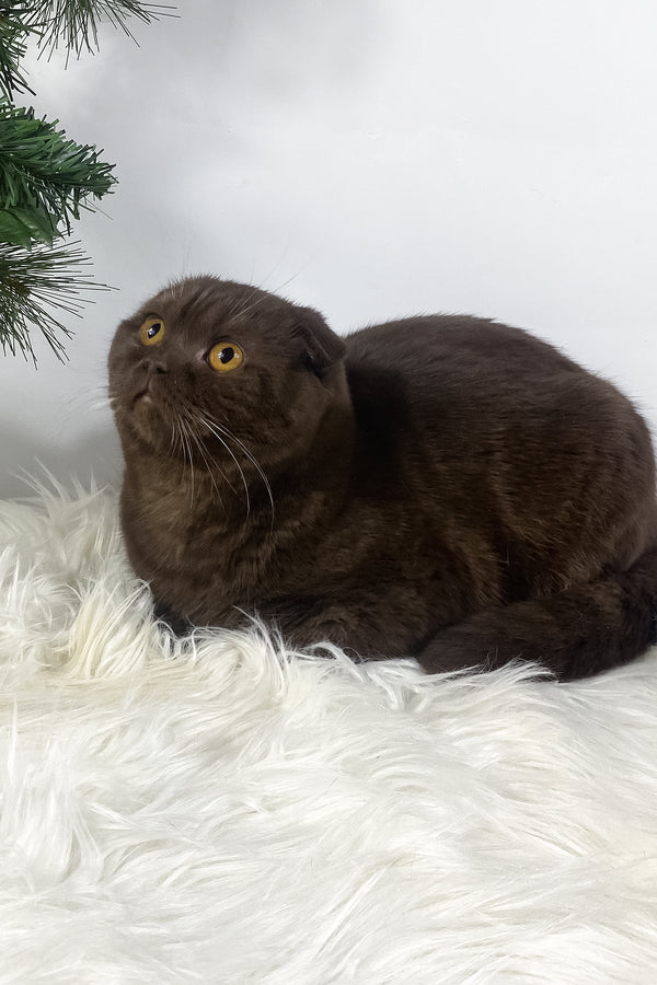 Prince | Scottish Fold Kitten