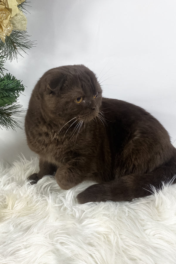 Prince | Scottish Fold Kitten