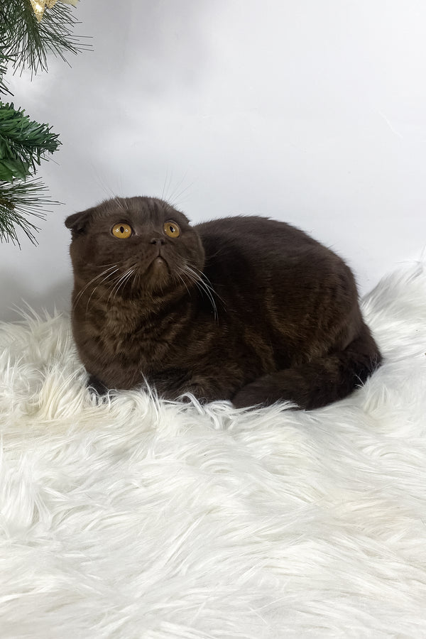 Prince | Scottish Fold Kitten