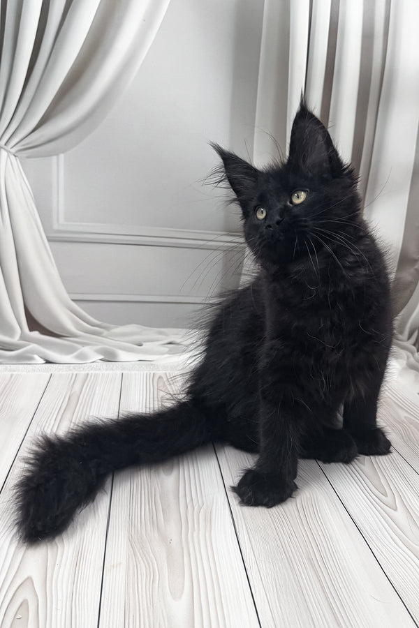 Prints | Maine Coon Kitten