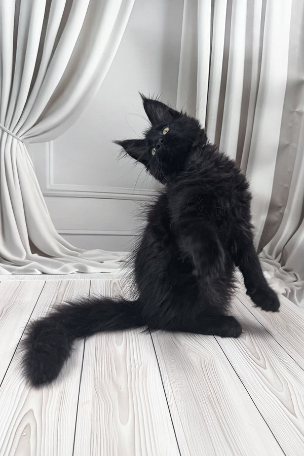 Prints | Maine Coon Kitten