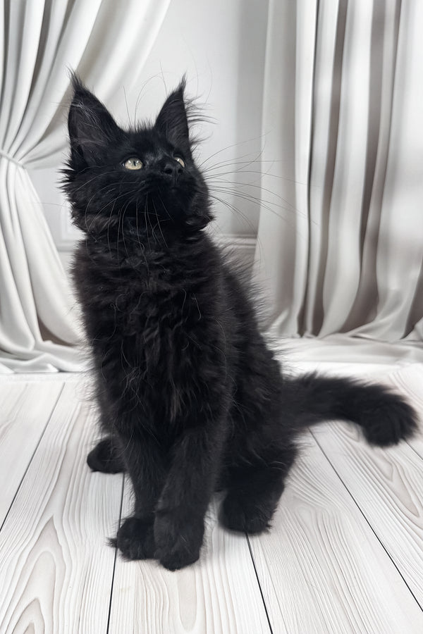 Prints | Maine Coon Kitten