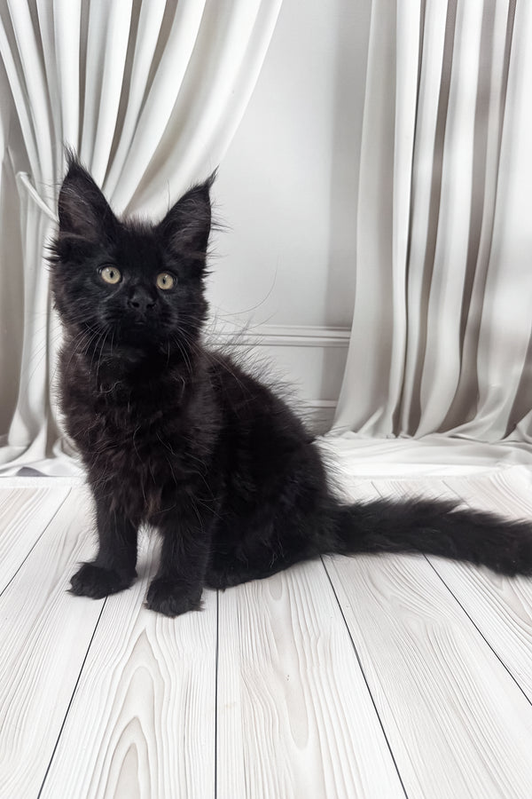 Prints | Maine Coon Kitten