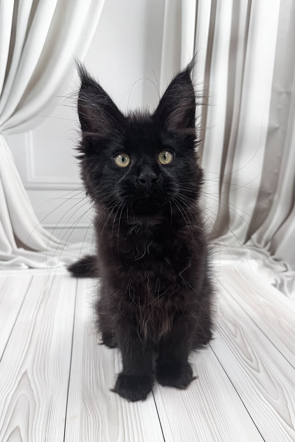 Prints | Maine Coon Kitten