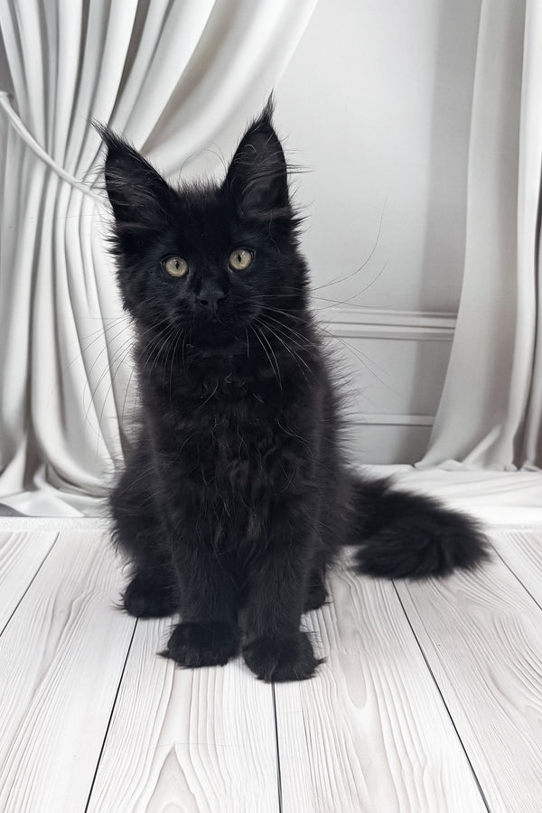 Prints | Maine Coon Kitten