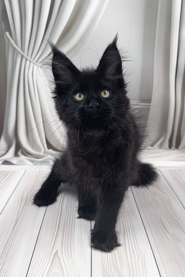 Prints | Maine Coon Kitten