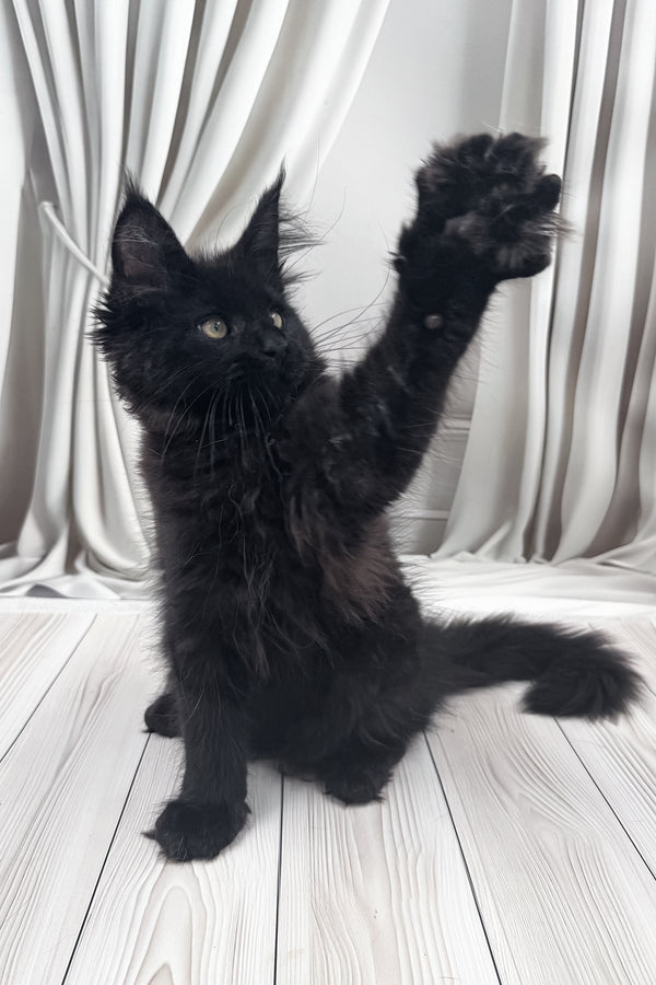 Prints | Maine Coon Kitten