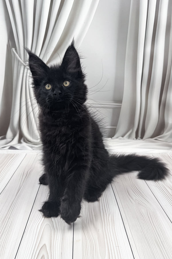 Prints | Maine Coon Kitten