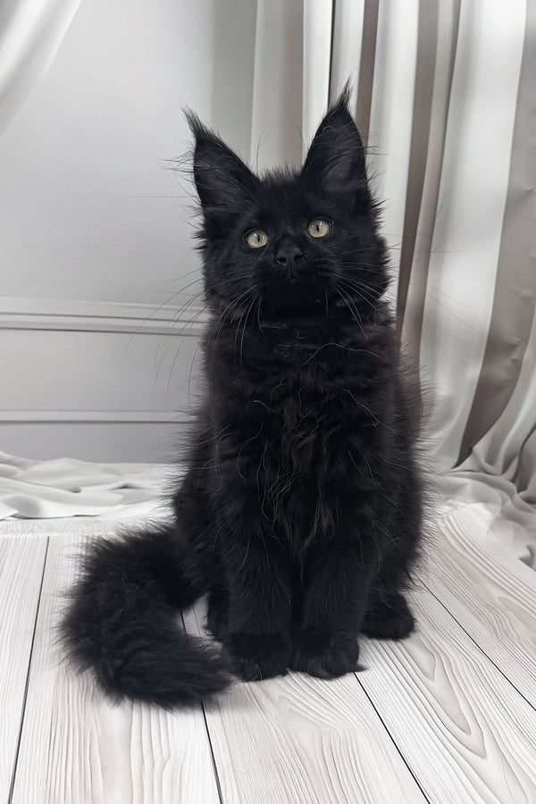 Prints | Maine Coon Kitten