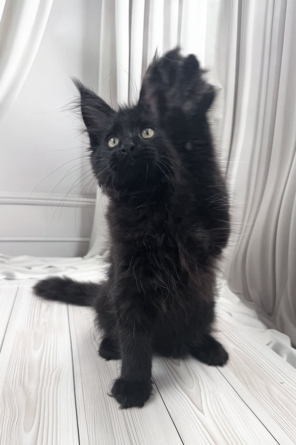 Prints | Maine Coon Kitten