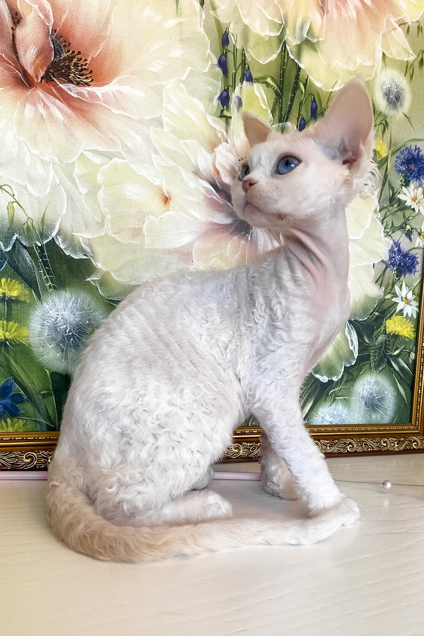 Qairo | Devon Rex Kitten