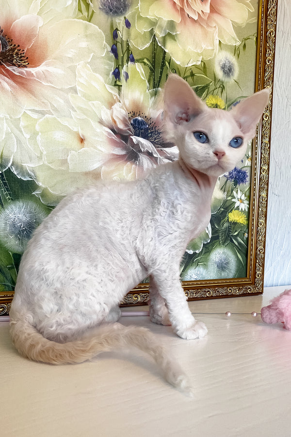 Qairo | Devon Rex Kitten