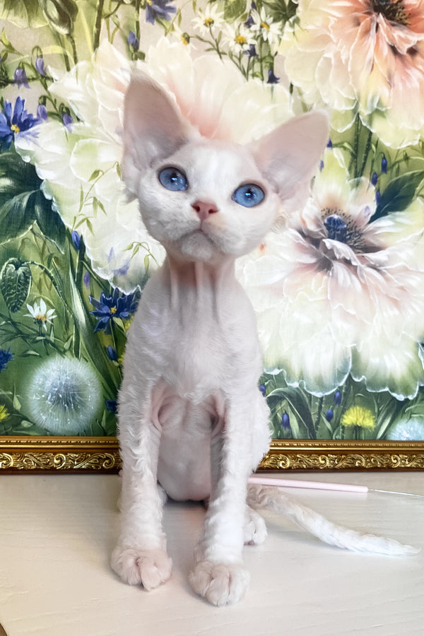 Qairo | Devon Rex Kitten