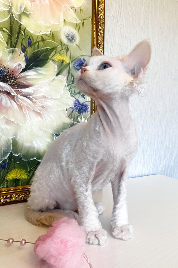 Qairo | Devon Rex Kitten