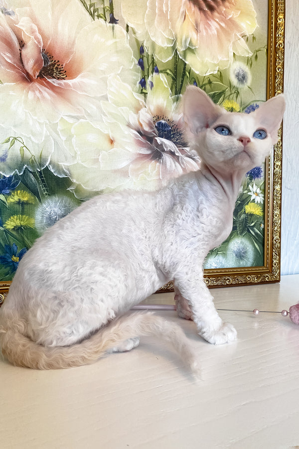 Qairo | Devon Rex Kitten