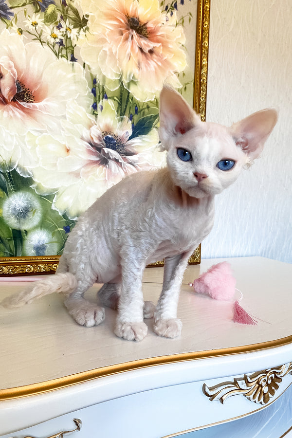 Qairo | Devon Rex Kitten