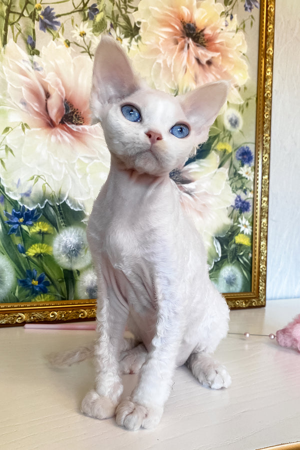 Qairo | Devon Rex Kitten