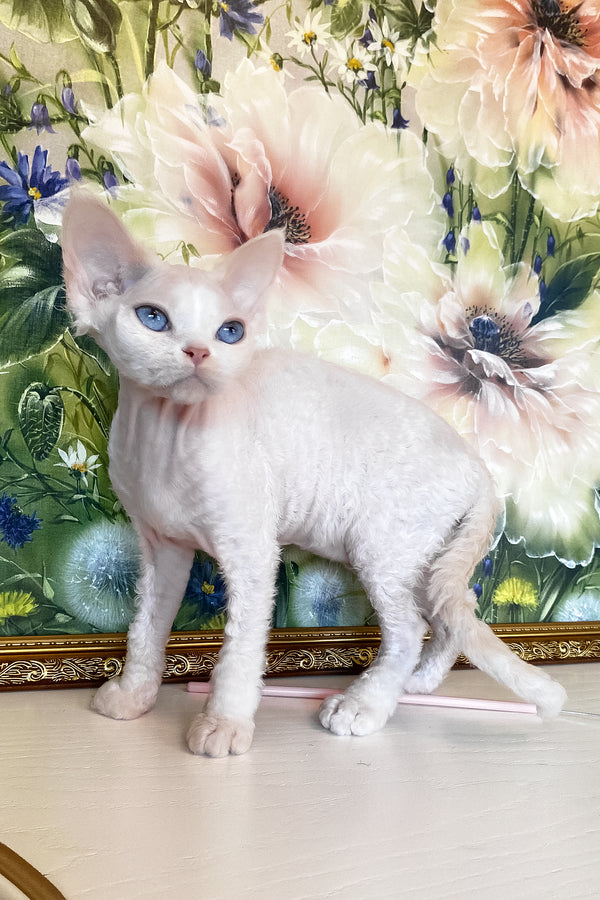 Qairo | Devon Rex Kitten