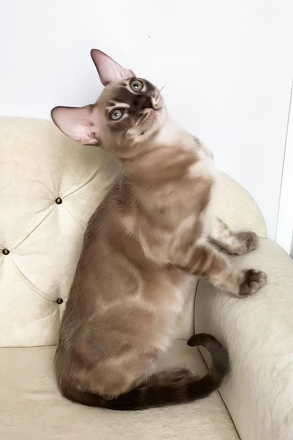 Qing | Bengal Kitten