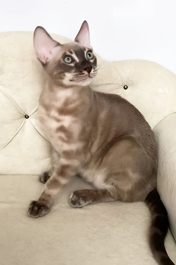 Qing | Bengal Kitten