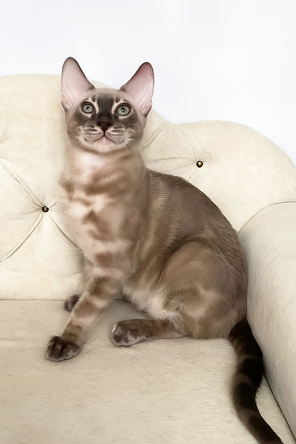 Qing | Bengal Kitten
