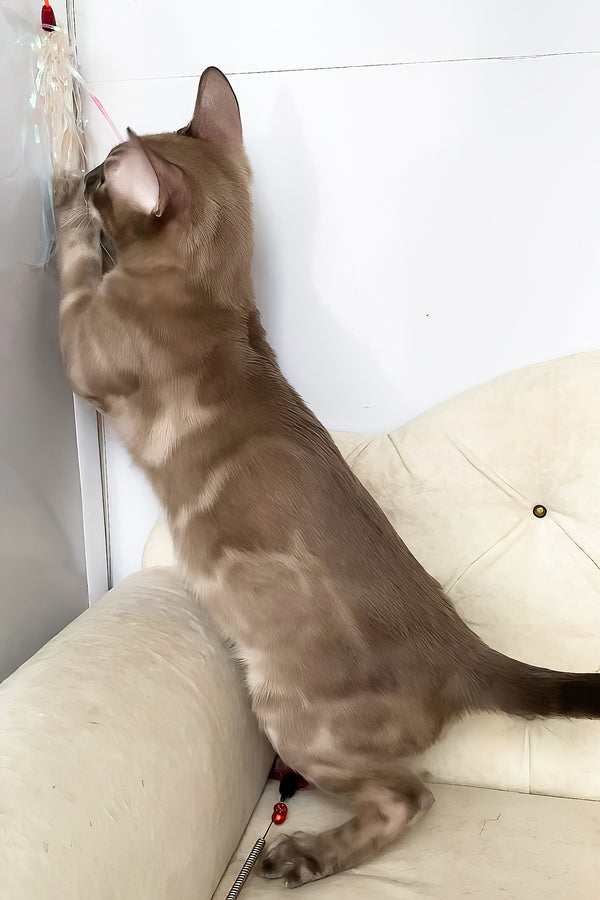 Qing | Bengal Kitten