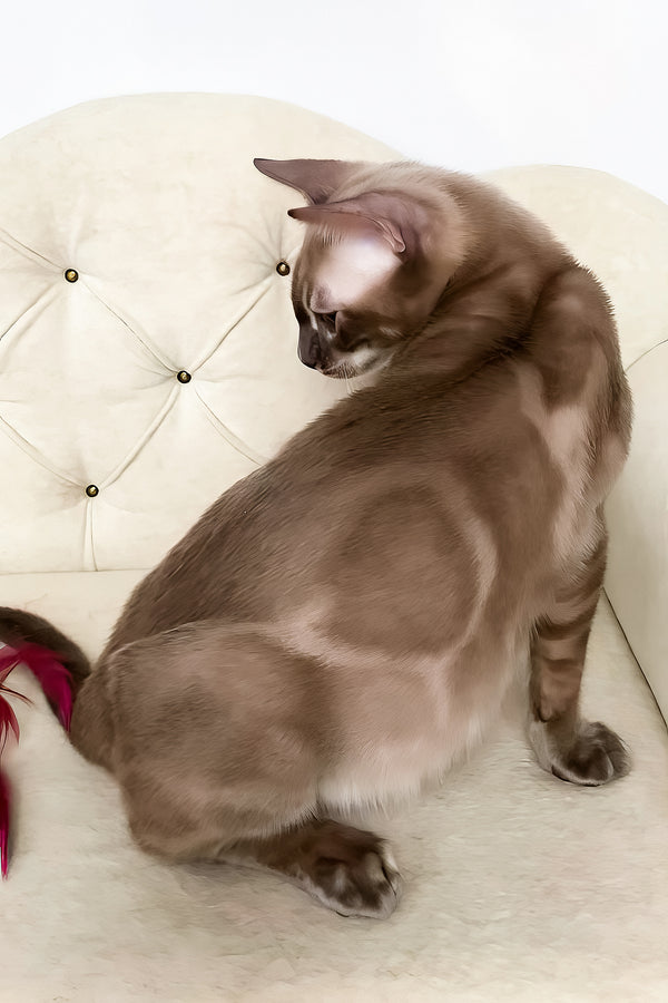 Qing | Bengal Kitten