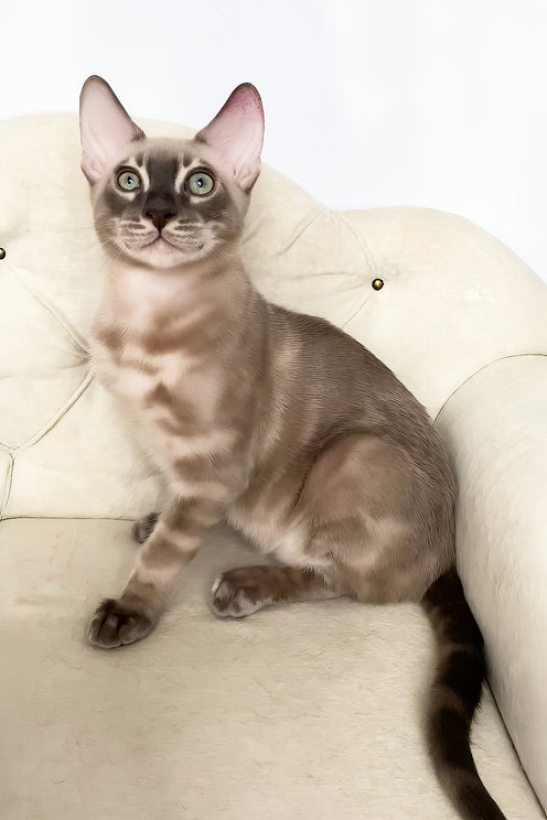 Qing | Bengal Kitten