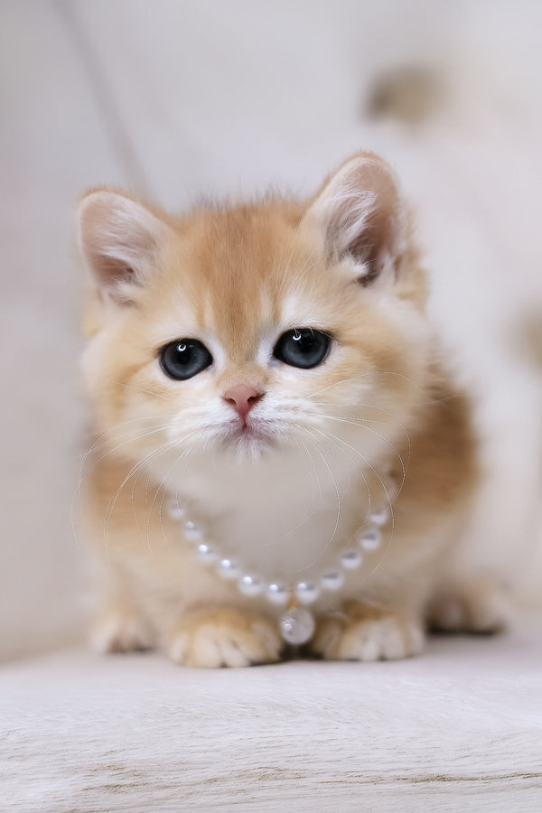 Cookie | British Shorthair Kitten