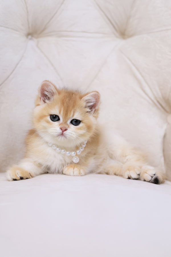 Cookie | British Shorthair Kitten