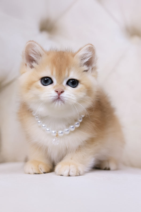 Cookie | British Shorthair Kitten