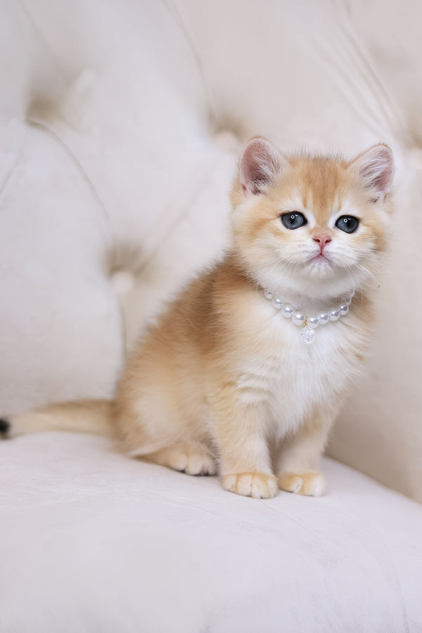 Cookie | British Shorthair Kitten