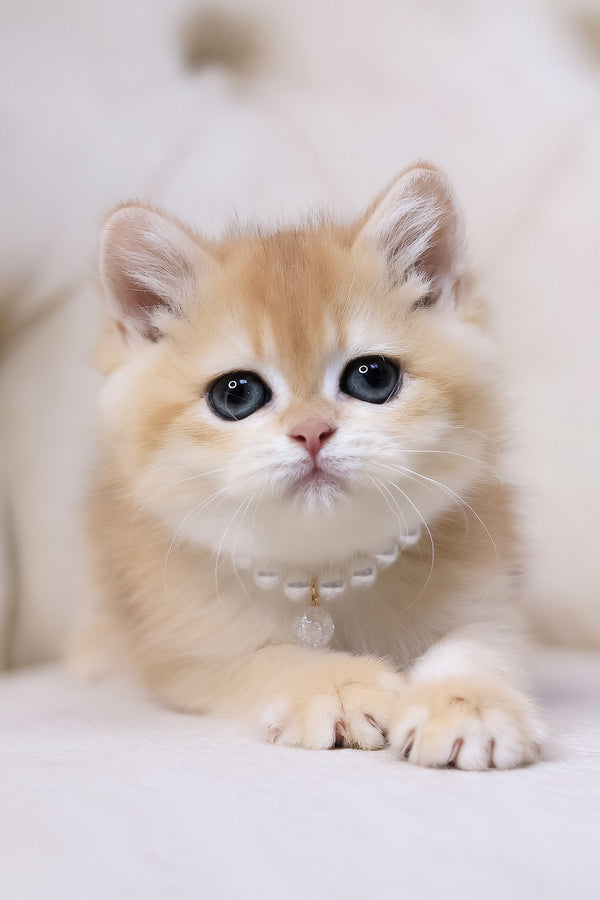 Cookie | British Shorthair Kitten
